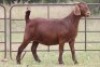 2X KALAHARI RED OOI/EWE FLOCK (PAY PER ANIMAL TO TAKE ALL) - 3