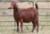 2X KALAHARI RED OOI/EWE FLOCK (PAY PER ANIMAL TO TAKE ALL) - 4
