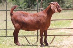 2X KALAHARI RED OOI/EWE 21056 - K
21059 - K