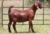 2X KALAHARI RED OOI/EWE 21056 - K
21059 - K - 2