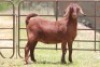 2X KALAHARI RED OOI/EWE 21056 - K
21059 - K - 3