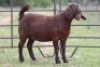 2X KALAHARI RED OOI/EWE 21056 - K
21059 - K - 4