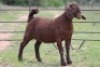 2X KALAHARI RED OOI/EWE 21056 - K
21059 - K - 7