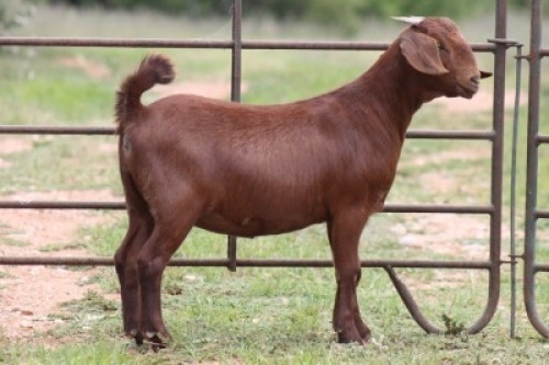 2X KALAHARI RED OOI/EWE 21085 - K
21095 - K