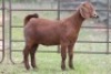 2X KALAHARI RED OOI/EWE 21085 - K
21095 - K - 2