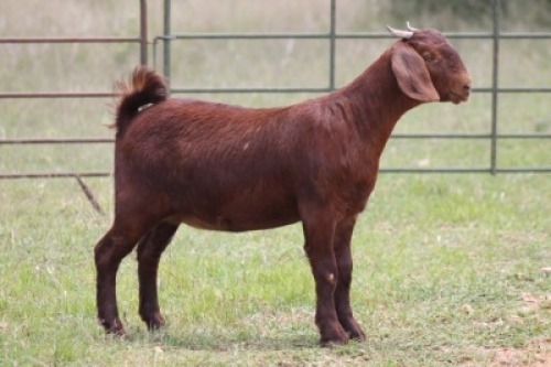 2X KALAHARI RED OOI/EWE FLOCK