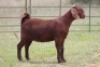 2X KALAHARI RED OOI/EWE FLOCK