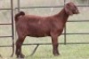 2X KALAHARI RED OOI/EWE FLOCK - 2