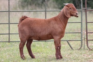 5X KALAHARI RED OOI/EWE FLOCK