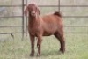 5X KALAHARI RED OOI/EWE FLOCK - 2