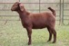 5X KALAHARI RED OOI/EWE FLOCK - 3