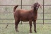 5X KALAHARI RED OOI/EWE FLOCK - 4