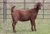 5X KALAHARI RED OOI/EWE FLOCK - 5