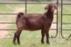 5X KALAHARI RED OOI/EWE FLOCK - 6