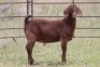 5X KALAHARI RED OOI/EWE FLOCK - 7