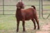 5X KALAHARI RED OOI/EWE FLOCK - 8