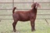 5X KALAHARI RED OOI/EWE FLOCK - 9