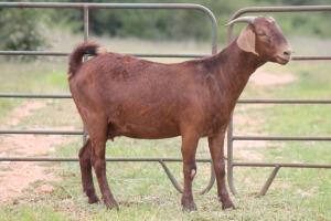 3X KALAHARI RED OOI/EWE FLOCK