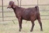 3X KALAHARI RED OOI/EWE FLOCK - 4
