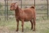 3X KALAHARI RED OOI/EWE FLOCK - 5
