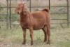 3X KALAHARI RED OOI/EWE FLOCK - 6