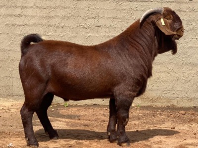 LOT 7 1X RAM Fielie du Toit KUDDE