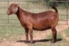 1X KALAHARI RED OOI/EWE S # 136 - 2