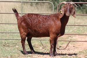 3X KALAHARI RED OOI/EWE FLOCK FLOCK (PAY PER ANIMAL TO TAKE ALL)