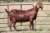 3X KALAHARI RED OOI/EWE FLOCK FLOCK (PAY PER ANIMAL TO TAKE ALL) - 2