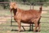 3X KALAHARI RED OOI/EWE FLOCK FLOCK (PAY PER ANIMAL TO TAKE ALL) - 3