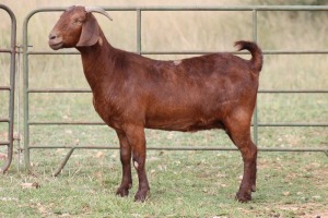 3X KALAHARI RED OOI/EWE FLOCK