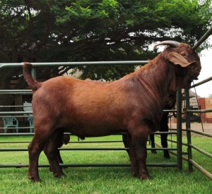 LOT 8 1X RAM CW Dreyer Kalahari Reds KUDDE