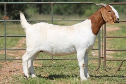 1X BOERBOK OOI/EWE S #1520178