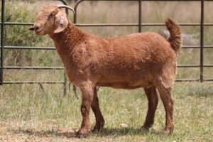 2X KALAHARI RED OOI/EWE FLOCK