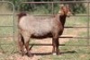 2X KALAHARI RED OOI/EWE FLOCK - 2