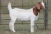 1X BOERBOK OOI/EWE S # KR 133/123 - 2