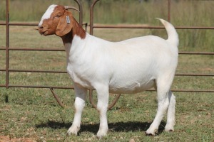 1X BOERBOK OOI/EWE PS