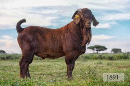 LOT 9 1X RAM Diamantveld Kalahari Reds KUDDE
