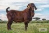 LOT 9 1X RAM Diamantveld Kalahari Reds KUDDE
