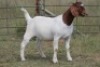1X BOERBOK OOI/EWE PS - 3