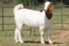 1X BOERBOK OOI/EWE PS - 3