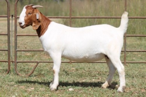 1X BOERBOK OOI/EWE PS