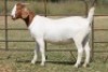 1X BOERBOK OOI/EWE PS - 2