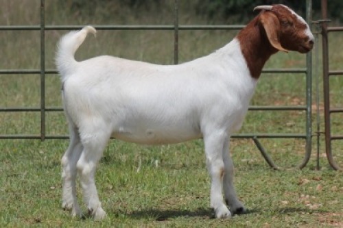 3X BOERBOK OOI/EWE 21019 - PS
21027 - K
21034 - K
