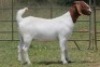 3X BOERBOK OOI/EWE 21019 - PS
21027 - K
21034 - K