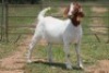 3X BOERBOK OOI/EWE 21019 - PS
21027 - K
21034 - K - 2