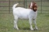 3X BOERBOK OOI/EWE 21019 - PS
21027 - K
21034 - K - 3