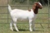 3X BOERBOK OOI/EWE 21019 - PS
21027 - K
21034 - K - 4