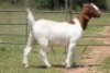 3X BOERBOK OOI/EWE 21019 - PS
21027 - K
21034 - K - 5