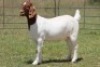 3X BOERBOK OOI/EWE 21019 - PS
21027 - K
21034 - K - 8